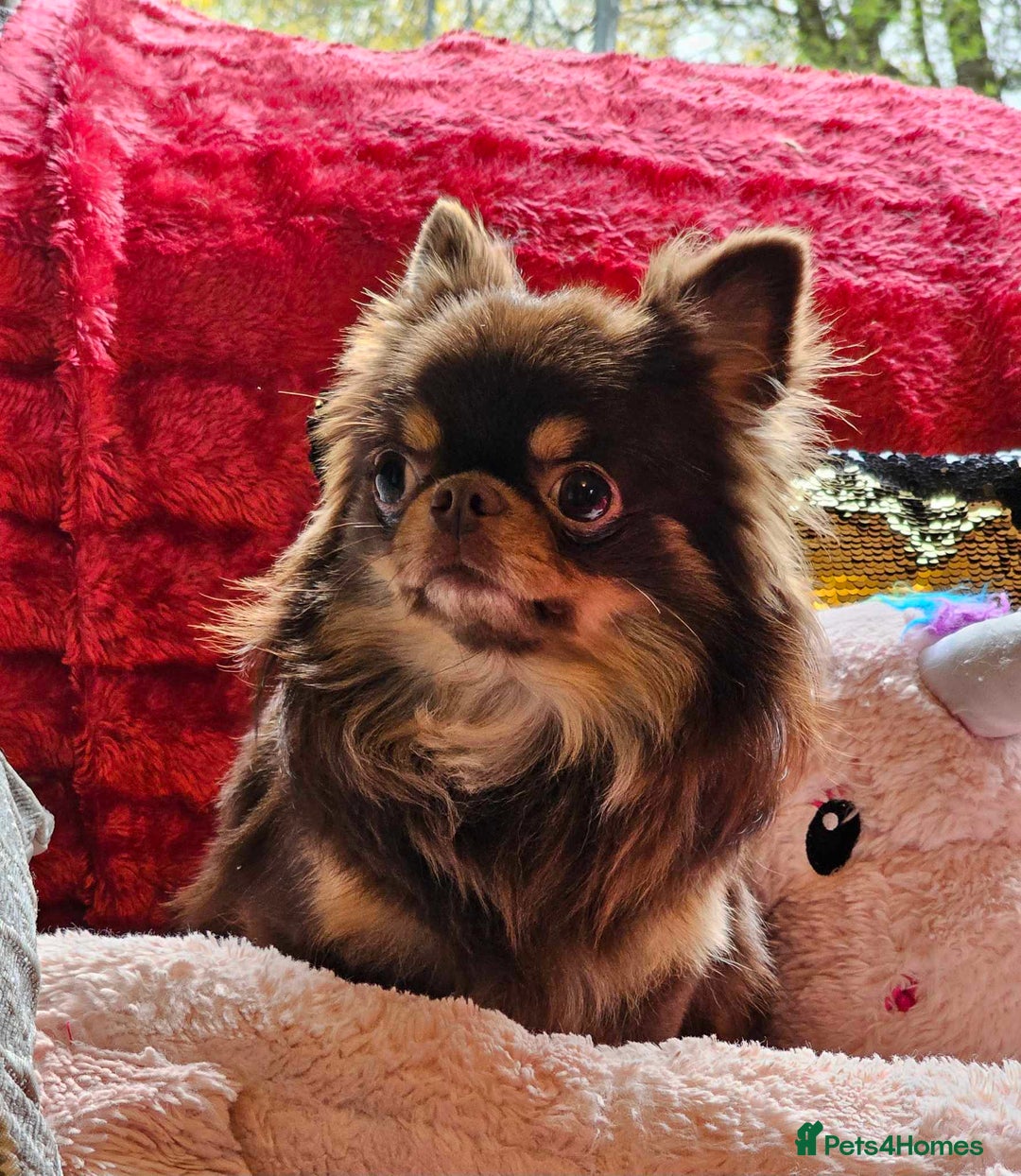 Chihuahua dogs for stud: 🇹🇭THAILAND IMPORT CHIHUAHUA CHOCOLATE LONGCOAT in Alford - Image 4