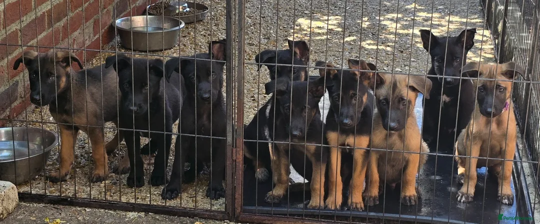 Belgian Shepherd Dog dogs for sale: Belgian malinois puppies KNVP working lines - Advert 1