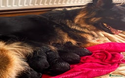 Mixed Breed dogs for sale: Rotti x gsd pups - Image 9
