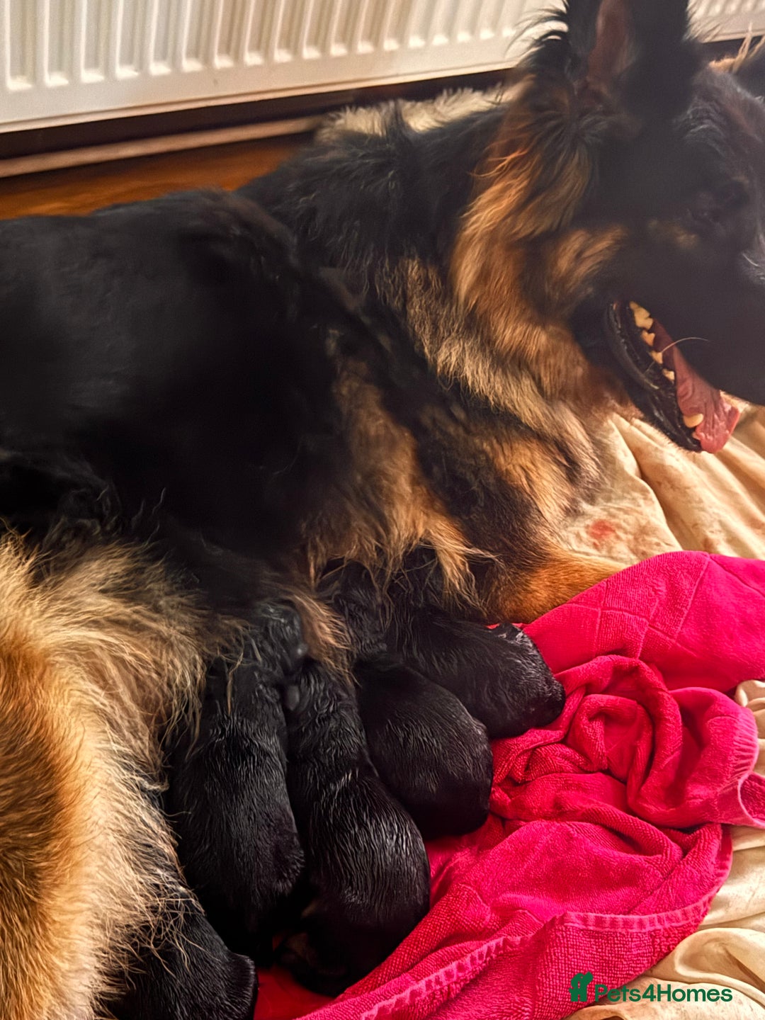 Mixed Breed dogs for sale: Rotti x gsd pups - Image 9