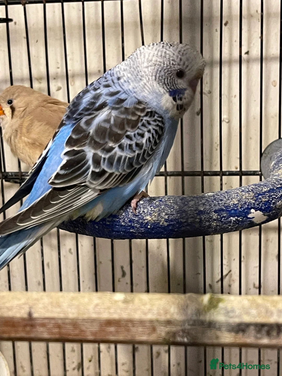 Budgerigars birds for sale: Black Wings budgies, possible split BW - Advert 11