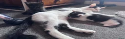 Mixed Breed cats for sale: Beautiful kittens  - Advert 4