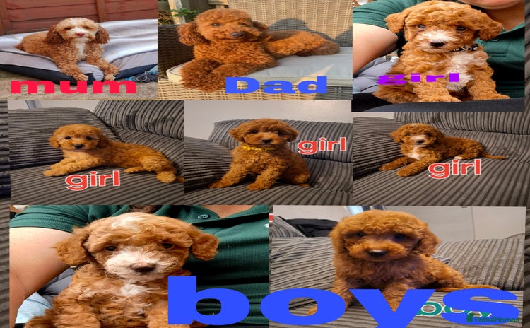 Cockapoo dogs - Advert 4