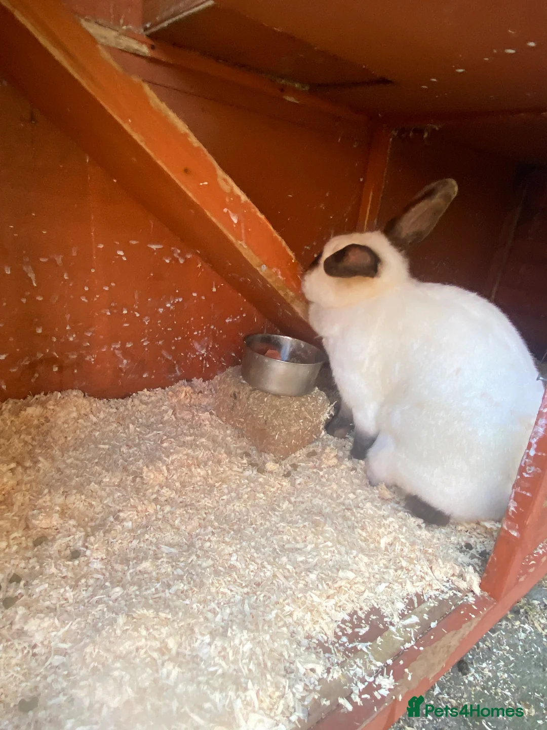 Mixed Breed rabbits for sale: Fluffy in Middlesbrough - Advert 2
