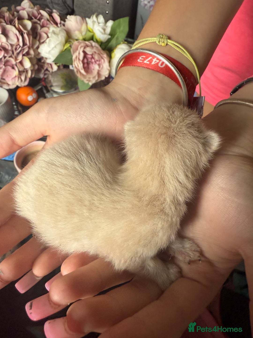 British Shorthair cats for sale: 4 girl kittens ready end of Oct  - Image 2