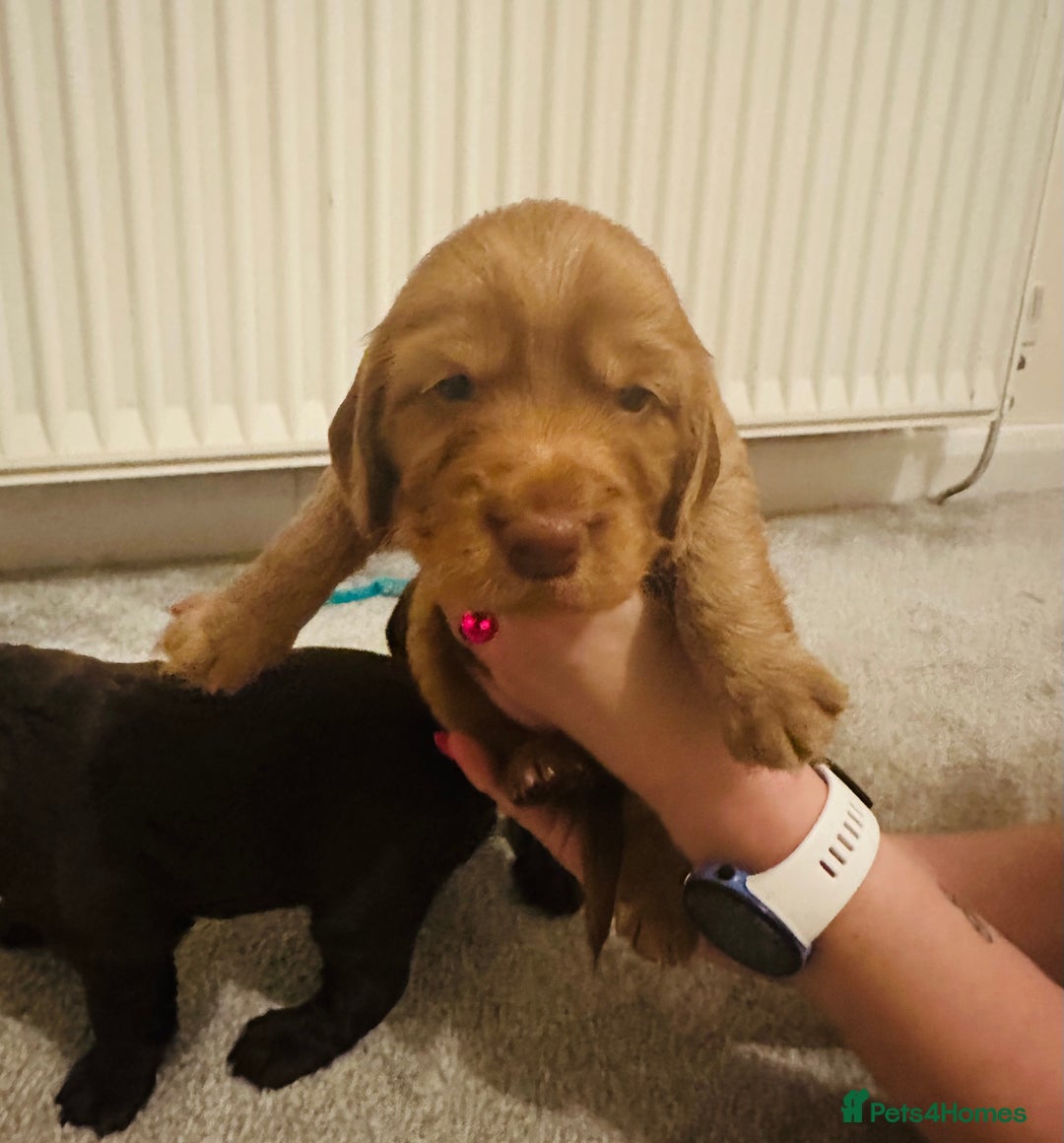 Cocker Spaniel dogs for sale: Cocker Spaniel Puppies- ready 17/12/25 - Advert 4