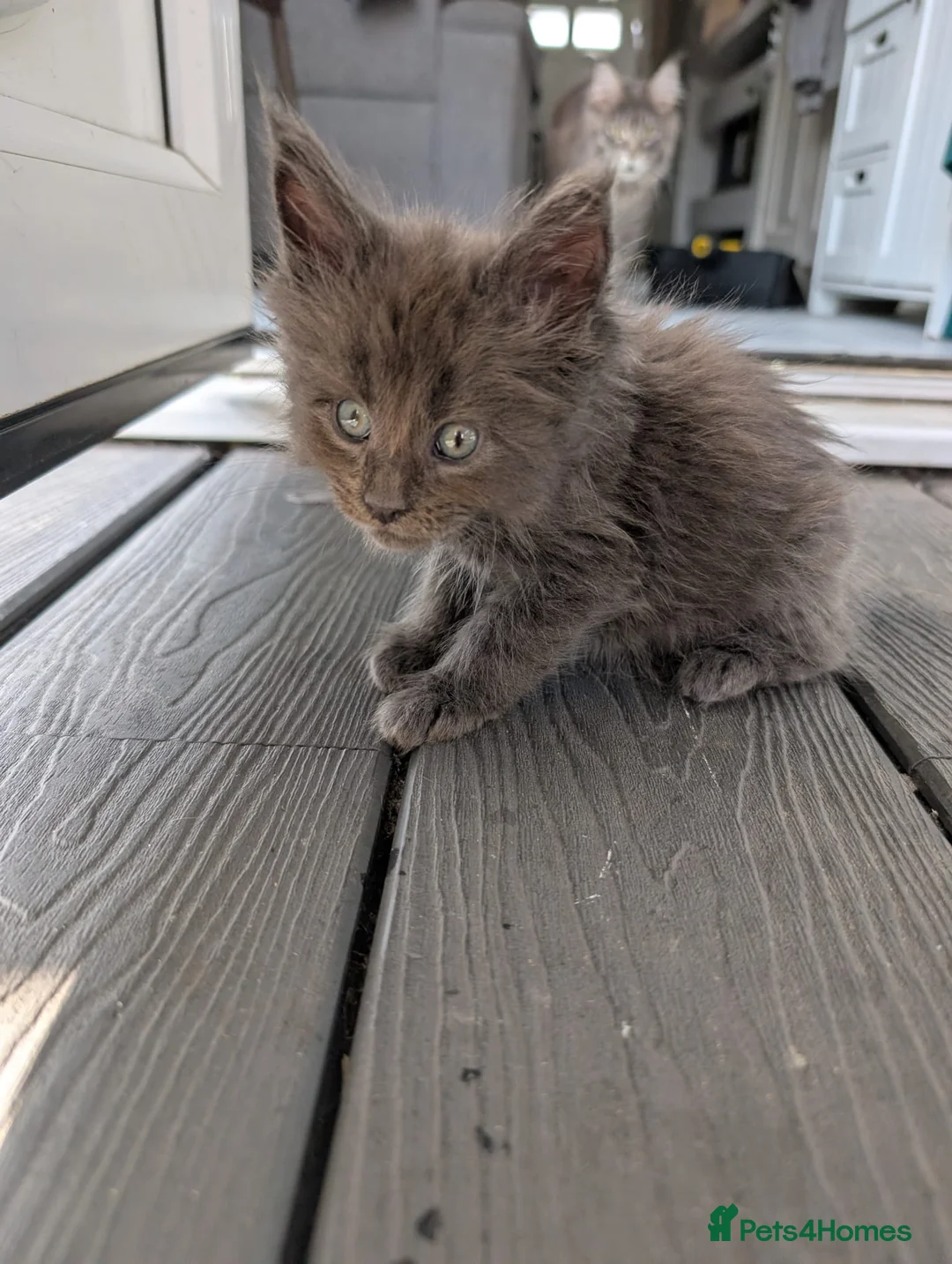 Maine Coon cats for sale: Stunning Maine Coon Kittens in Hastings - Advert 2