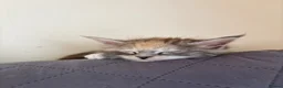 Maine Coon cats for sale: Maine Coon Kittens  in Romford - Advert 6