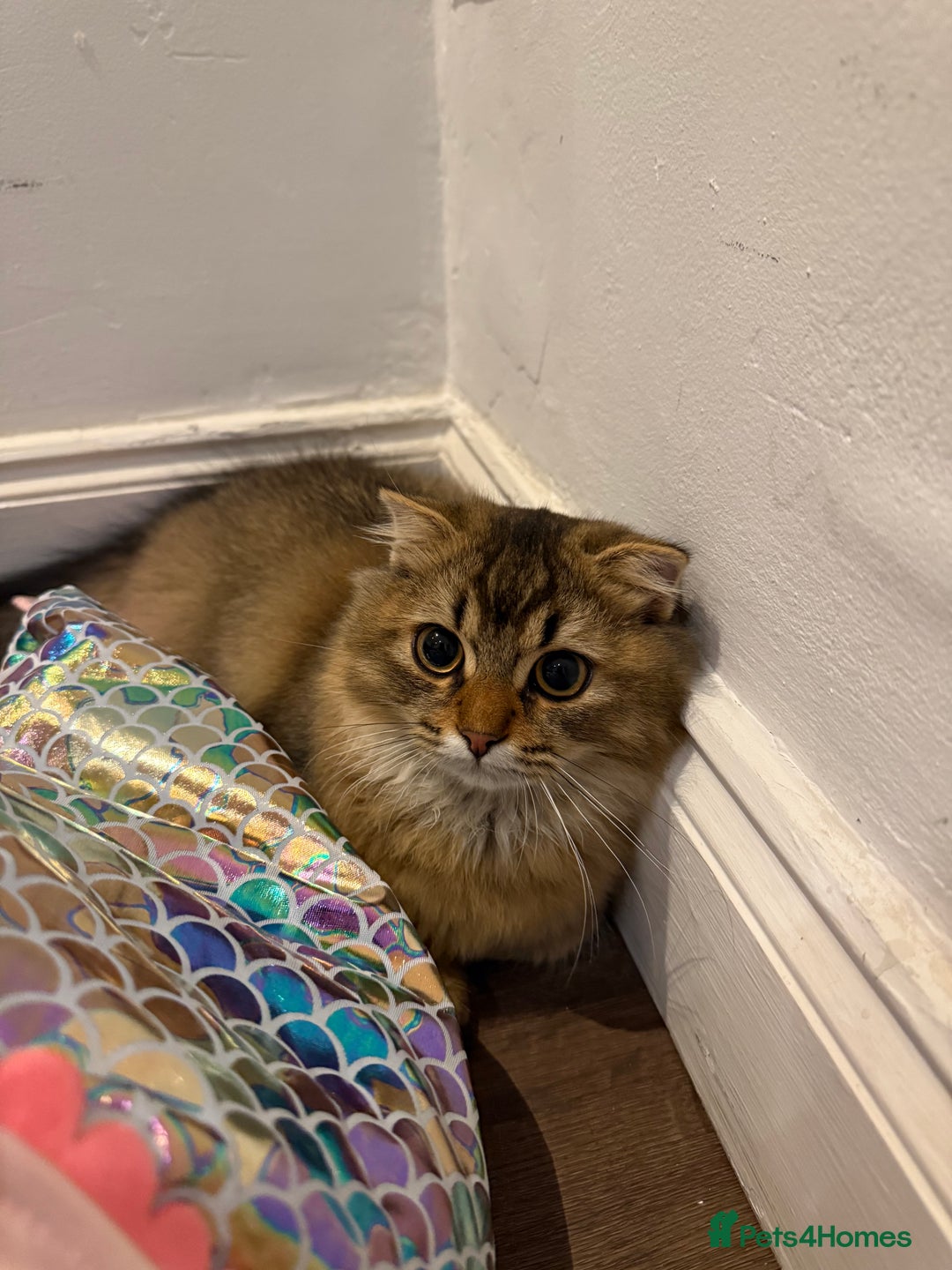 British Longhair cats for sale: Half British half Scottish fold male kitten  - Image 6