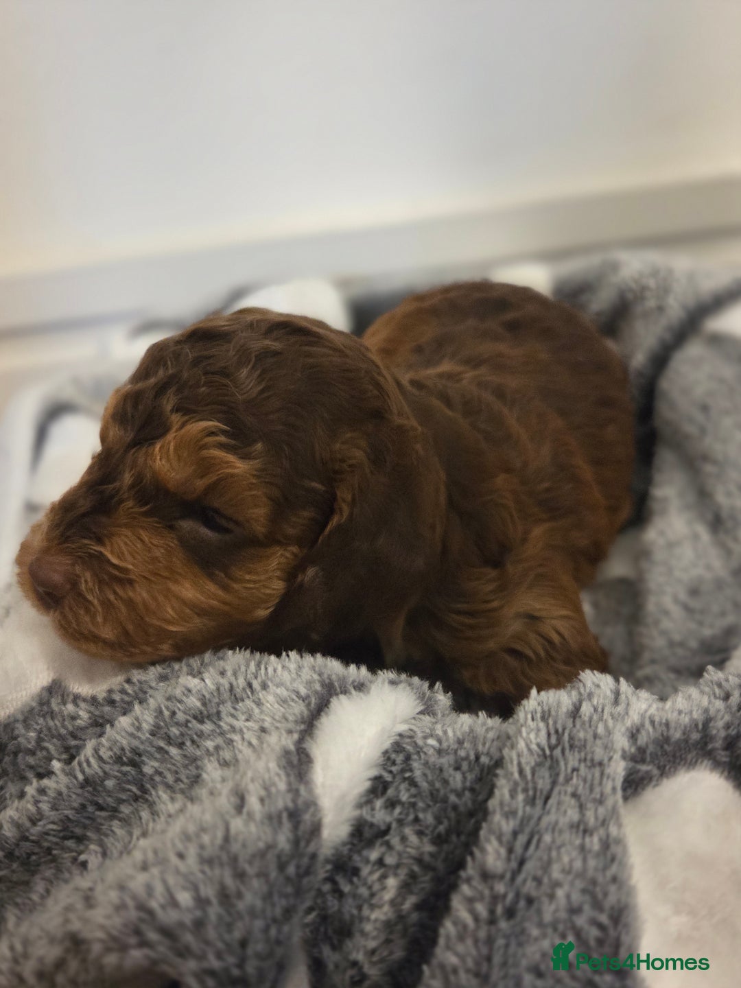 Cockapoo dogs for sale: Beautiful Cockapoo puppies 🐶 😍  - Image 2