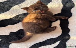 British Shorthair cats for sale: All have an new home  ❤️‍🔥💝  - Image 19