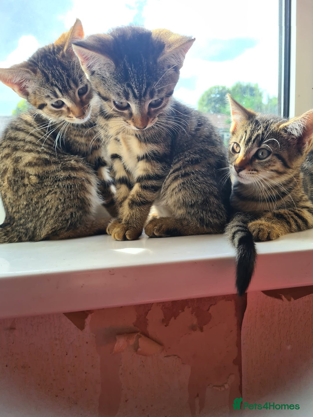 Domestic Shorthair cats for sale: 3 beatiful kittens for the price £200 altogether - Image 5