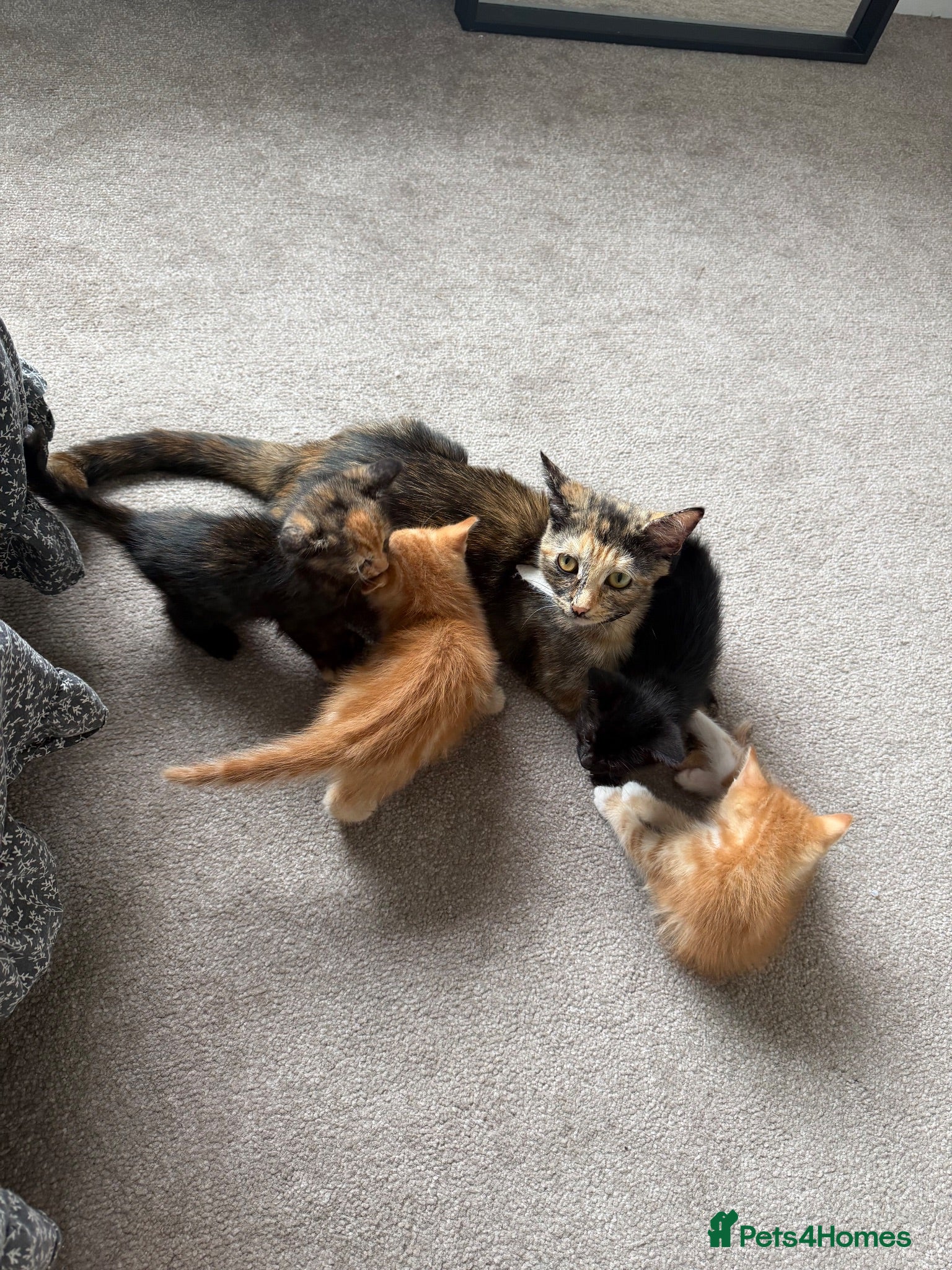 Mixed Breed cats 2 ginger male boys  - Advert 2