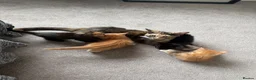 Mixed Breed cats for sale: 2 ginger male boys  - Advert 1