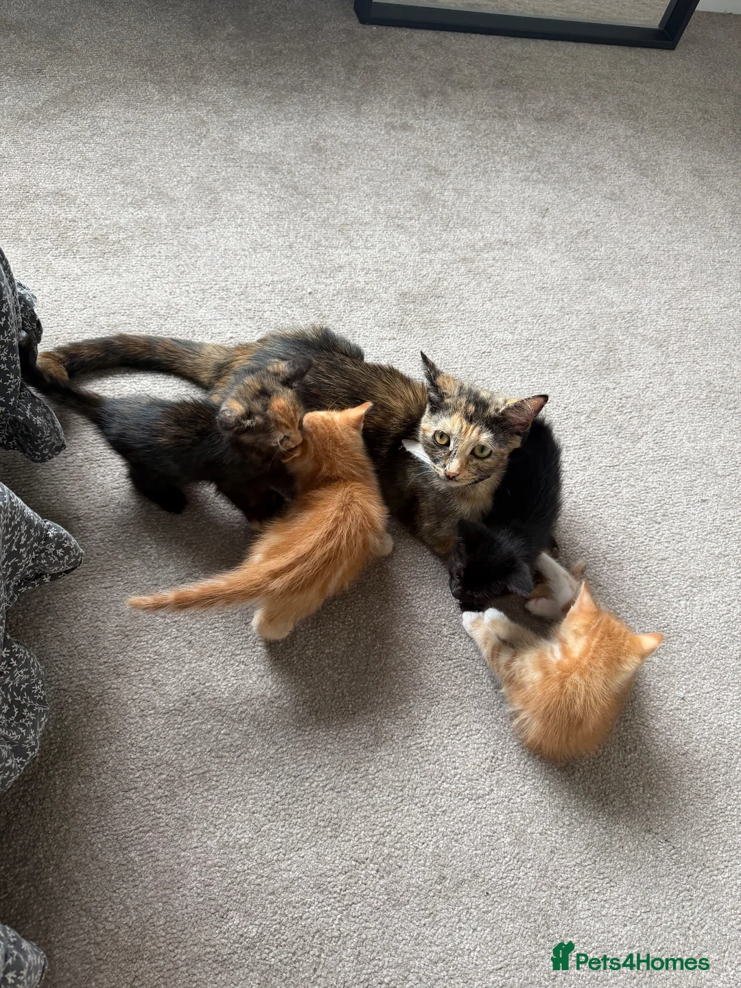 Mixed Breed cats for sale: 2 ginger male boys  - Advert 1