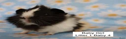 Guinea Pig rodents for sale: A tiny bundle of squeaks and love! in Glossop - Advert 5