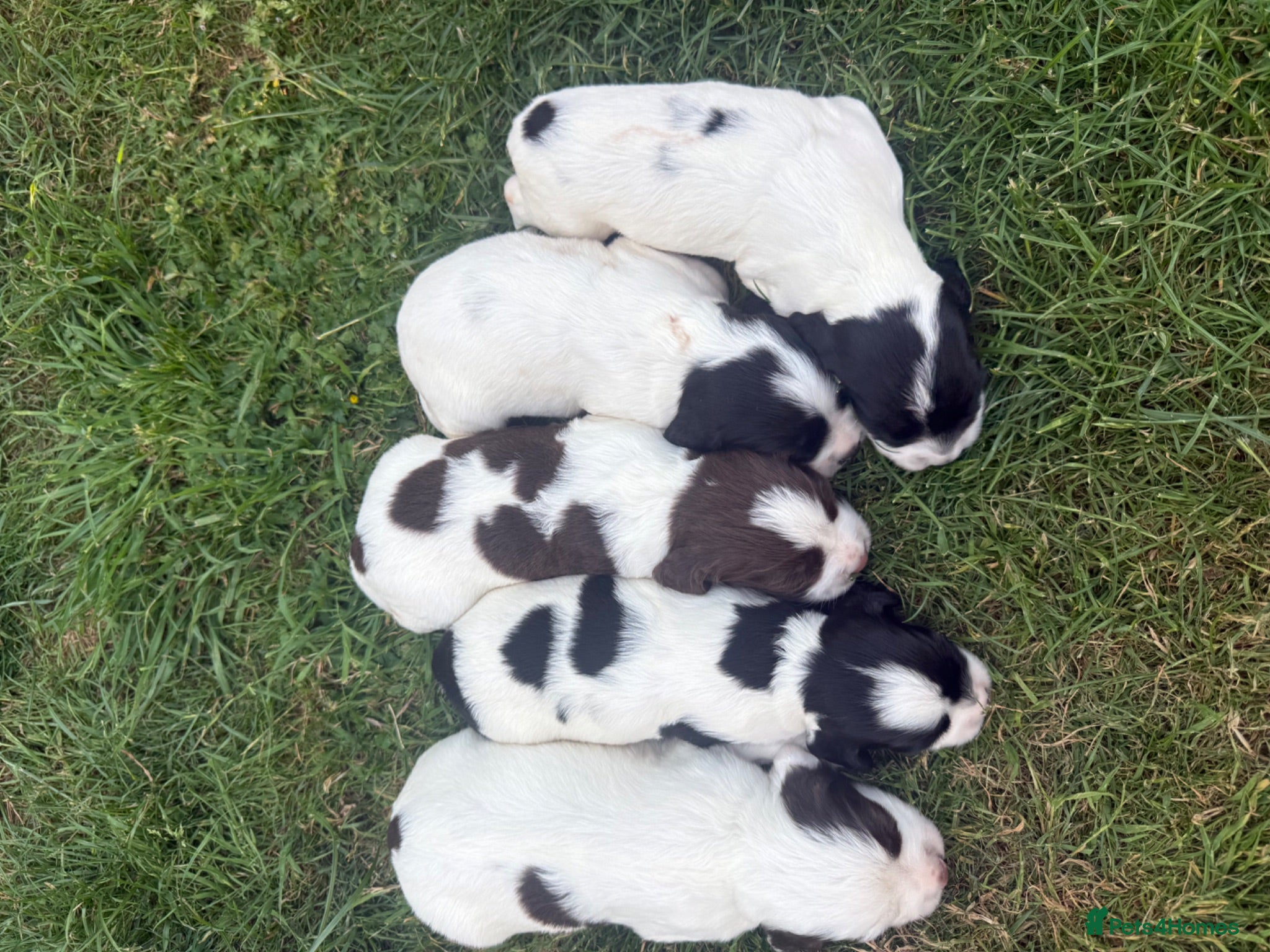 English Springer Spaniel dogs KC REG ESS WORKING PUPS 🐶❤️ - Advert 2
