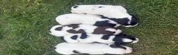English Springer Spaniel dogs for sale: KC REG ESS WORKING PUPS 🐶❤️ in Sudbury - Advert 2