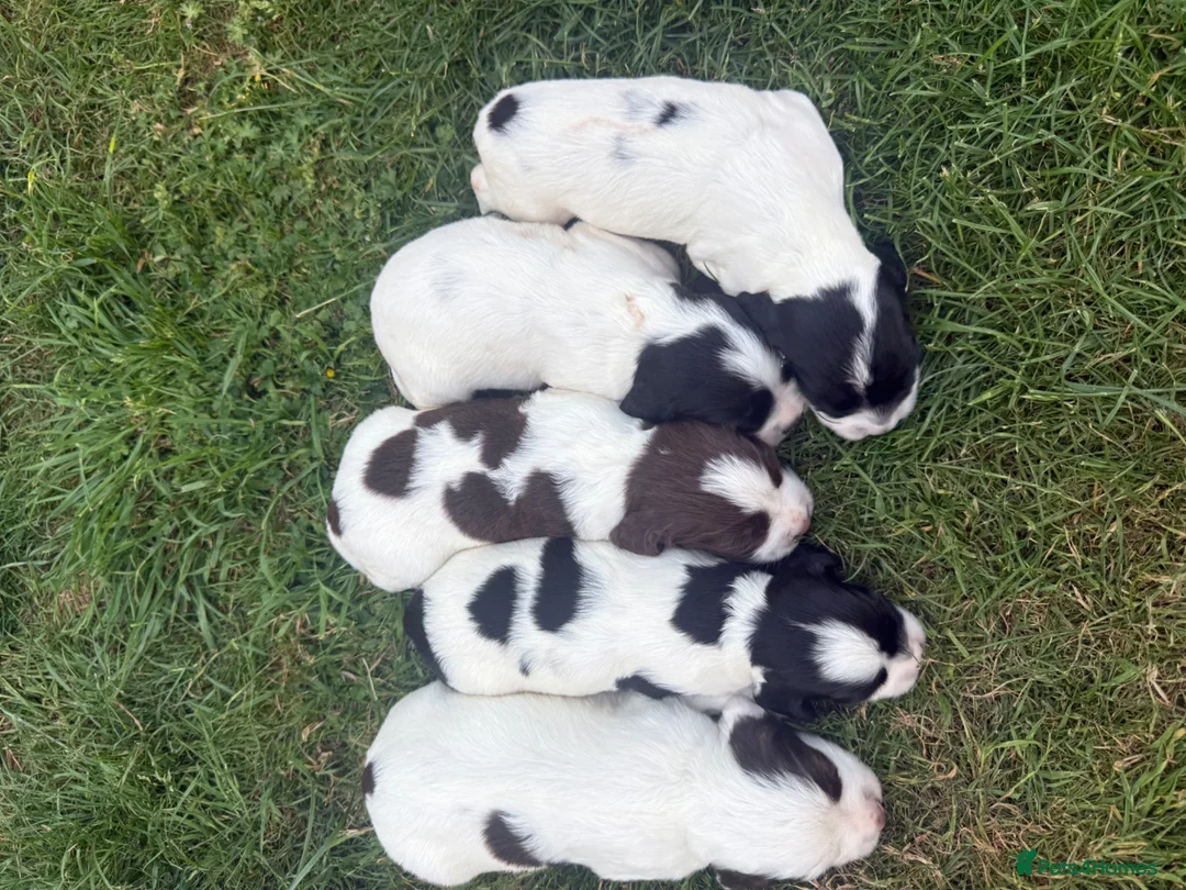English Springer Spaniel dogs for sale: KC REG ESS WORKING PUPS 🐶❤️ in Sudbury - Advert 2
