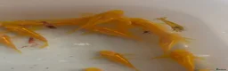 Corys fish for sale: Albino gold lazer corys.  - Advert 4