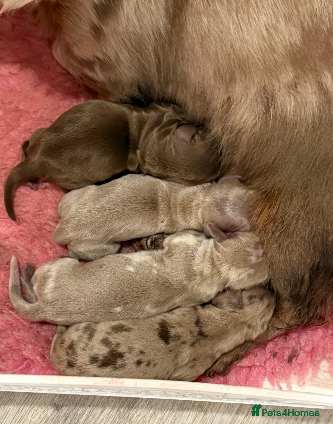 Miniature Dachshund dogs for sale: KC REGISTERED MINIATURE DACHSHUND PUPPIES - Advert 4