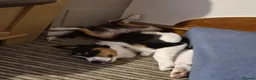 Border Collie dogs for adoption: CHARLIE - COLLIE - FOR ADOPTION IN CORNWALL/DEVON - Advert 14