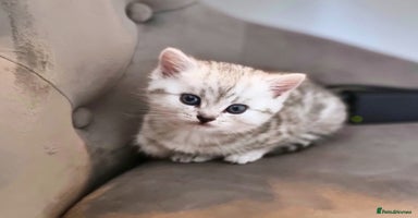 British Shorthair cats - Advert 12