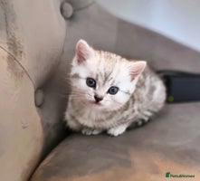 British Shorthair cats - Advert 12