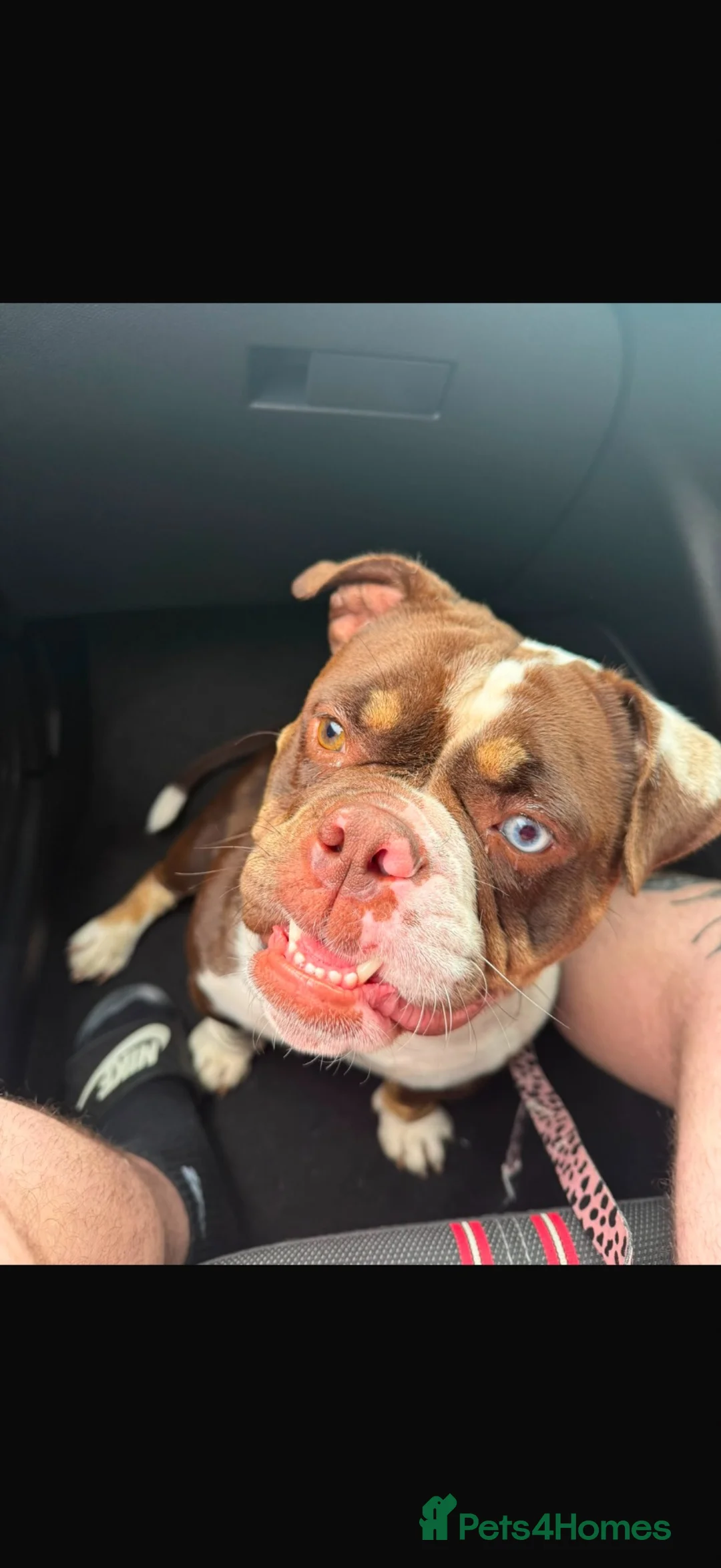 American Bully dogs for sale: Gorgeous 2 year old female pocket bully  in Ashington - Advert 4