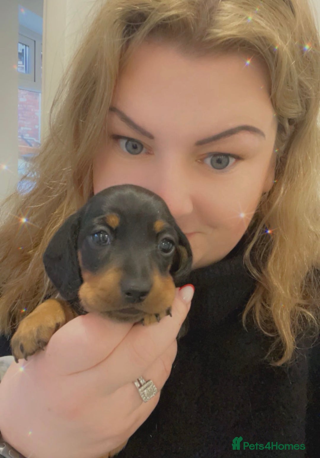 Miniature Dachshund dogs for sale: Stunning puppies,kc reg and pra clear - Advert 8