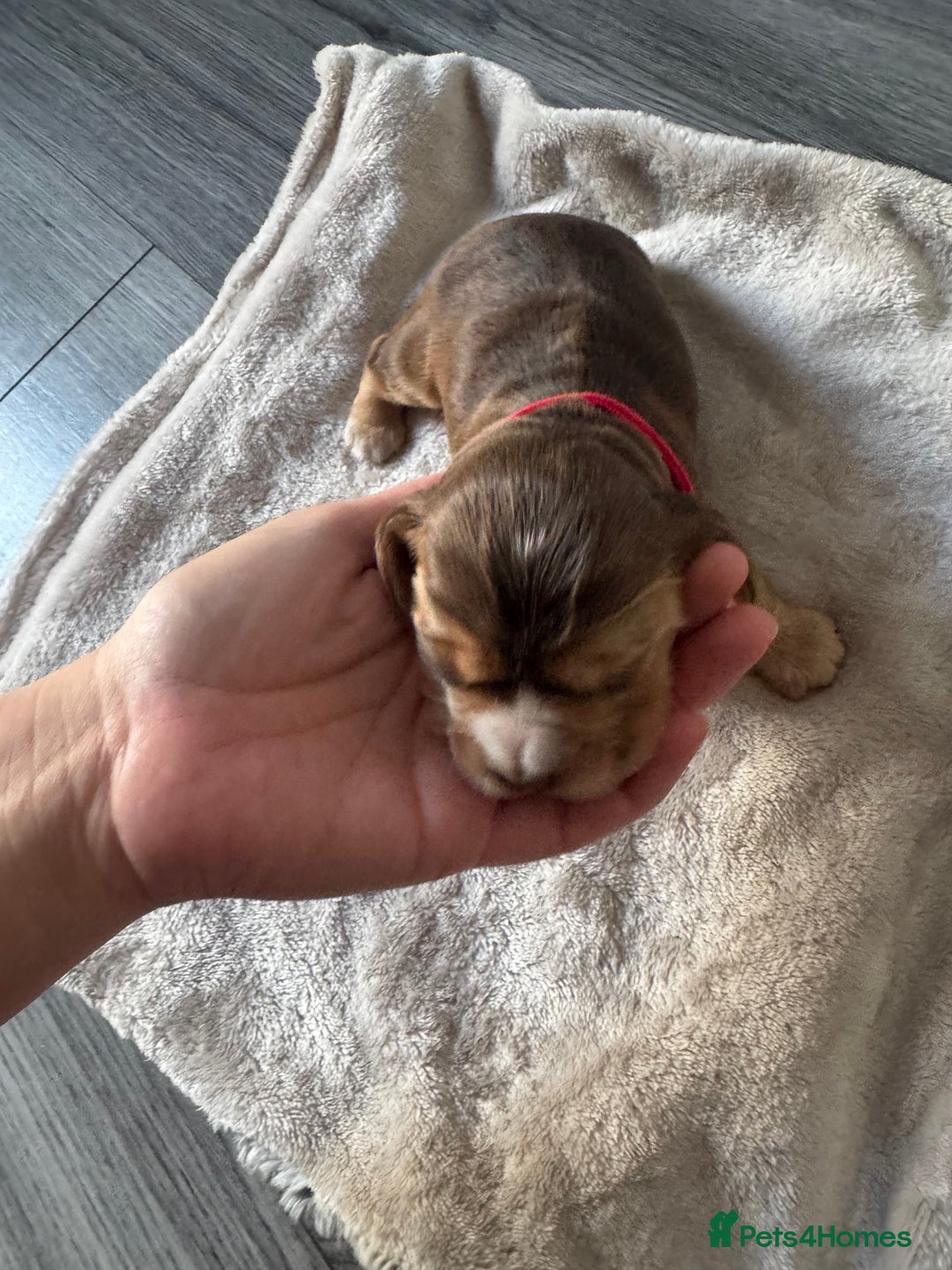 Cocker Spaniel dogs for sale: Stunning KC show cocker spaniels  - Image 2