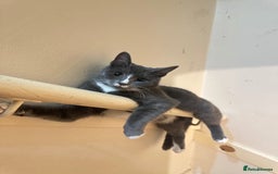 Domestic Shorthair cats for sale: Storm  - Image 1