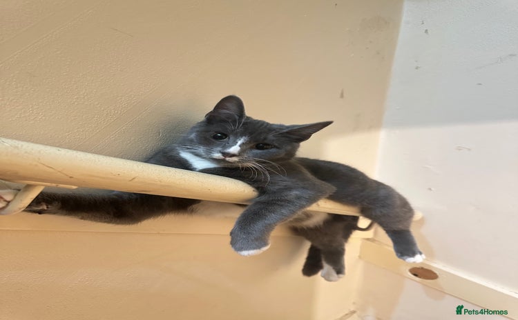 Domestic Shorthair cats - Advert 7