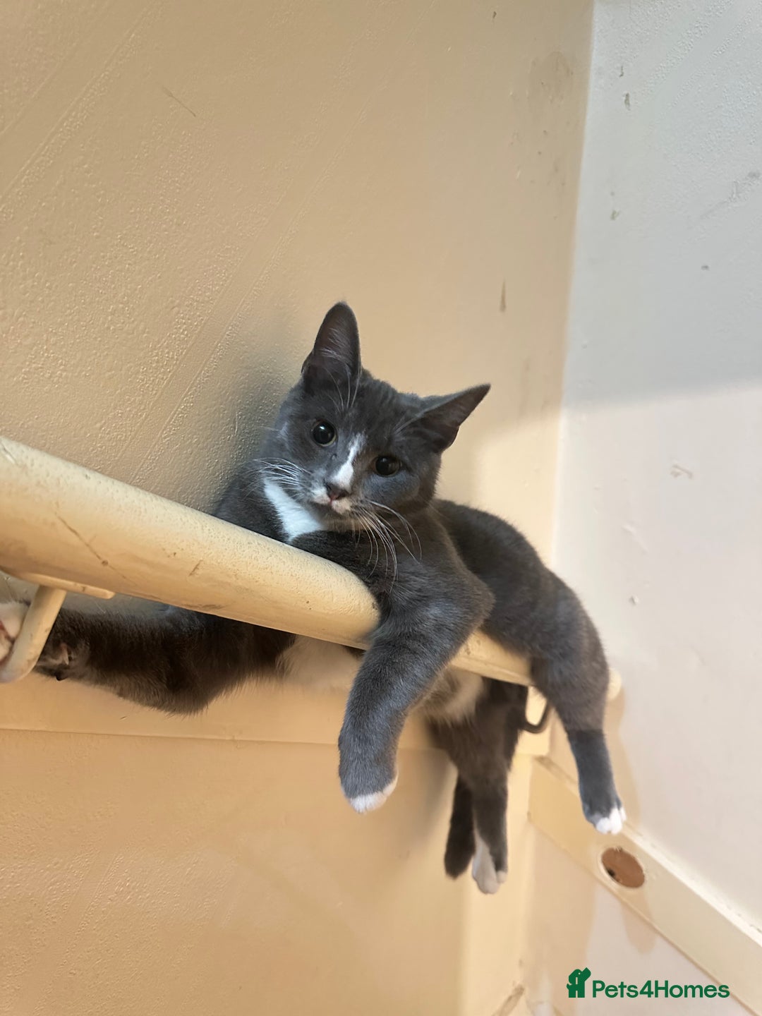 Domestic Shorthair cats for sale: Storm  - Image 1