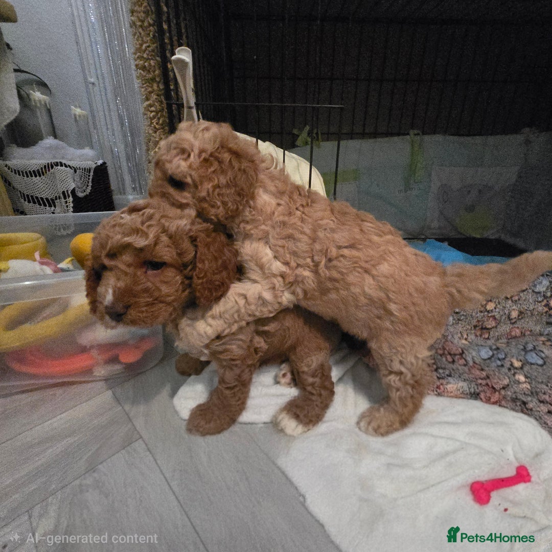 Cavapoo dogs for sale: Teddy bear cavapoo  - Advert 9