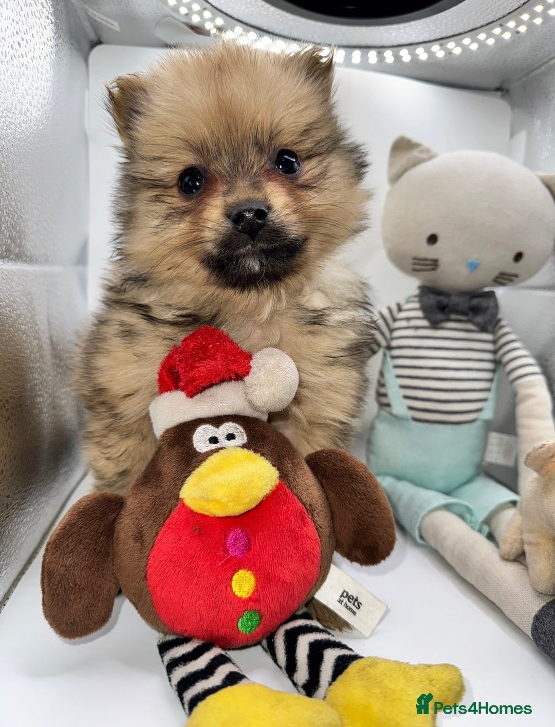 Pomeranian dogs for sale: 6 Adorable Mini/Tiny/ Fluffy Pomeranian Puppies  - Advert 31