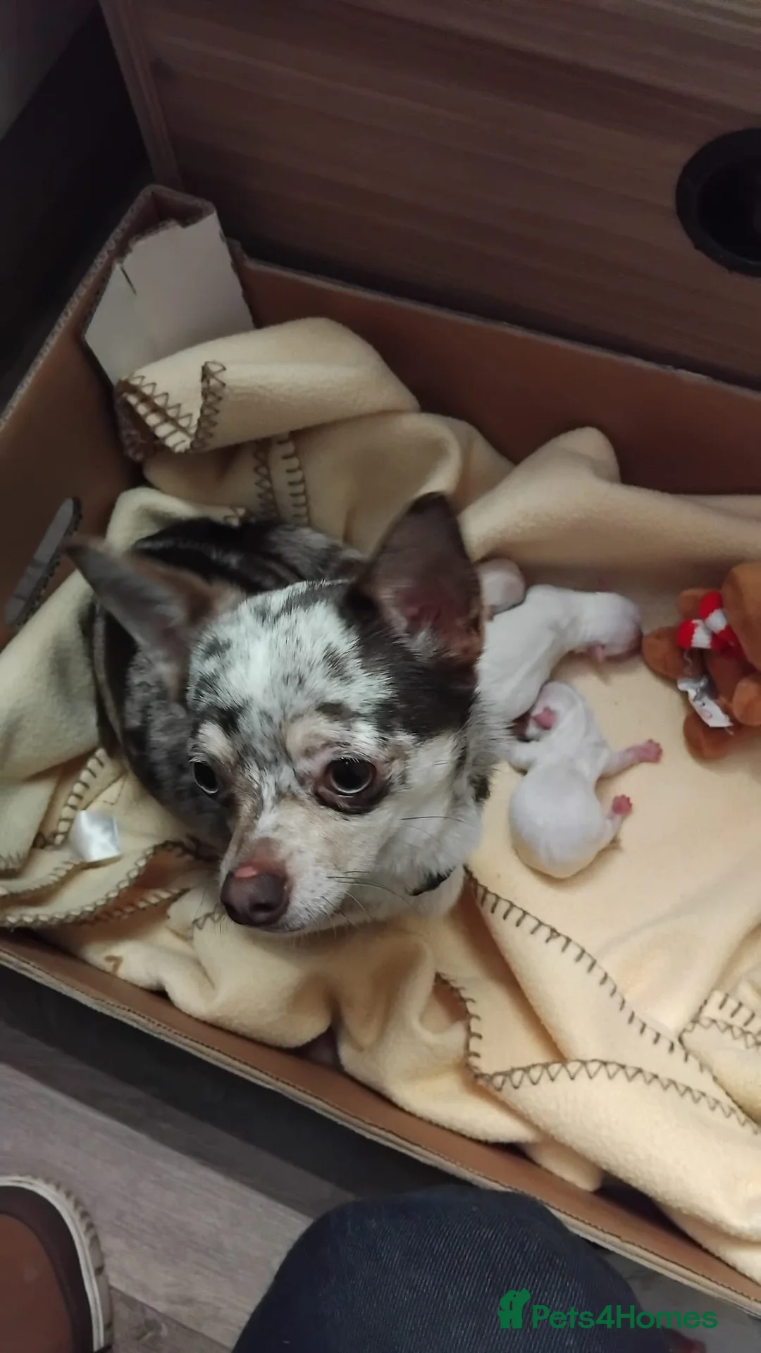 Chihuahua dogs for sale: Chihuahua in Redhill - Advert 1