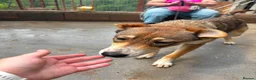 Mixed Breed dogs for adoption: Eira is looking for a home with another dog in Brighton - Advert 7