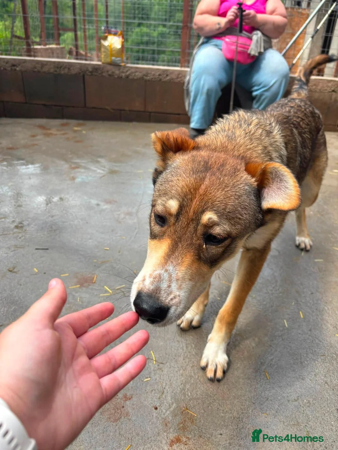 Mixed Breed dogs for adoption: Eira is looking for a home with another dog in Brighton - Advert 7