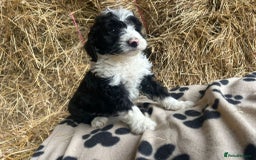 Bordoodle dogs for sale: Beautiful Bordoodle puppies - Image 4