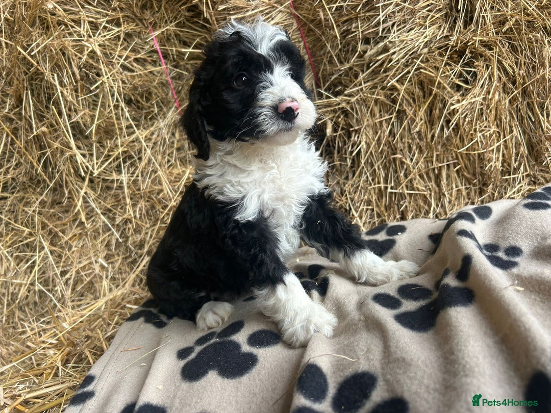 Bordoodle dogs for sale: Beautiful Bordoodle puppies - Image 4