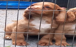 Cocker Spaniel dogs for sale: Beautiful kc reg male cocker spaniel - Image 18