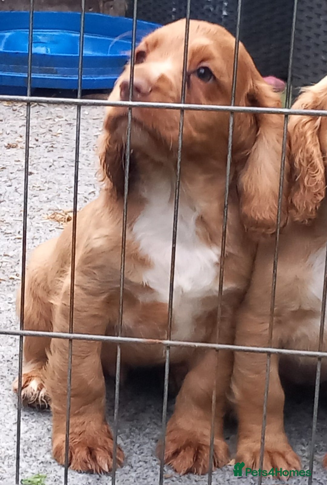 Cocker Spaniel dogs for sale: Beautiful kc reg male cocker spaniel - Image 18