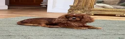 Cavalier King Charles Spaniel dogs for stud: Donnajays 5⭐️health tested proven  - Advert 2