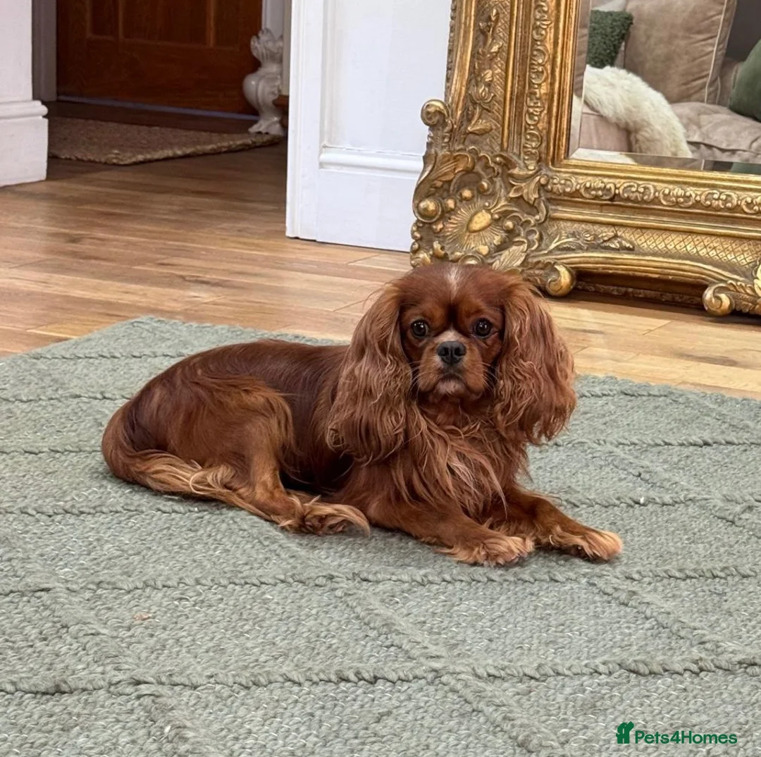 Cavalier King Charles Spaniel dogs for stud: Donnajays 5⭐️health tested proven  - Advert 2
