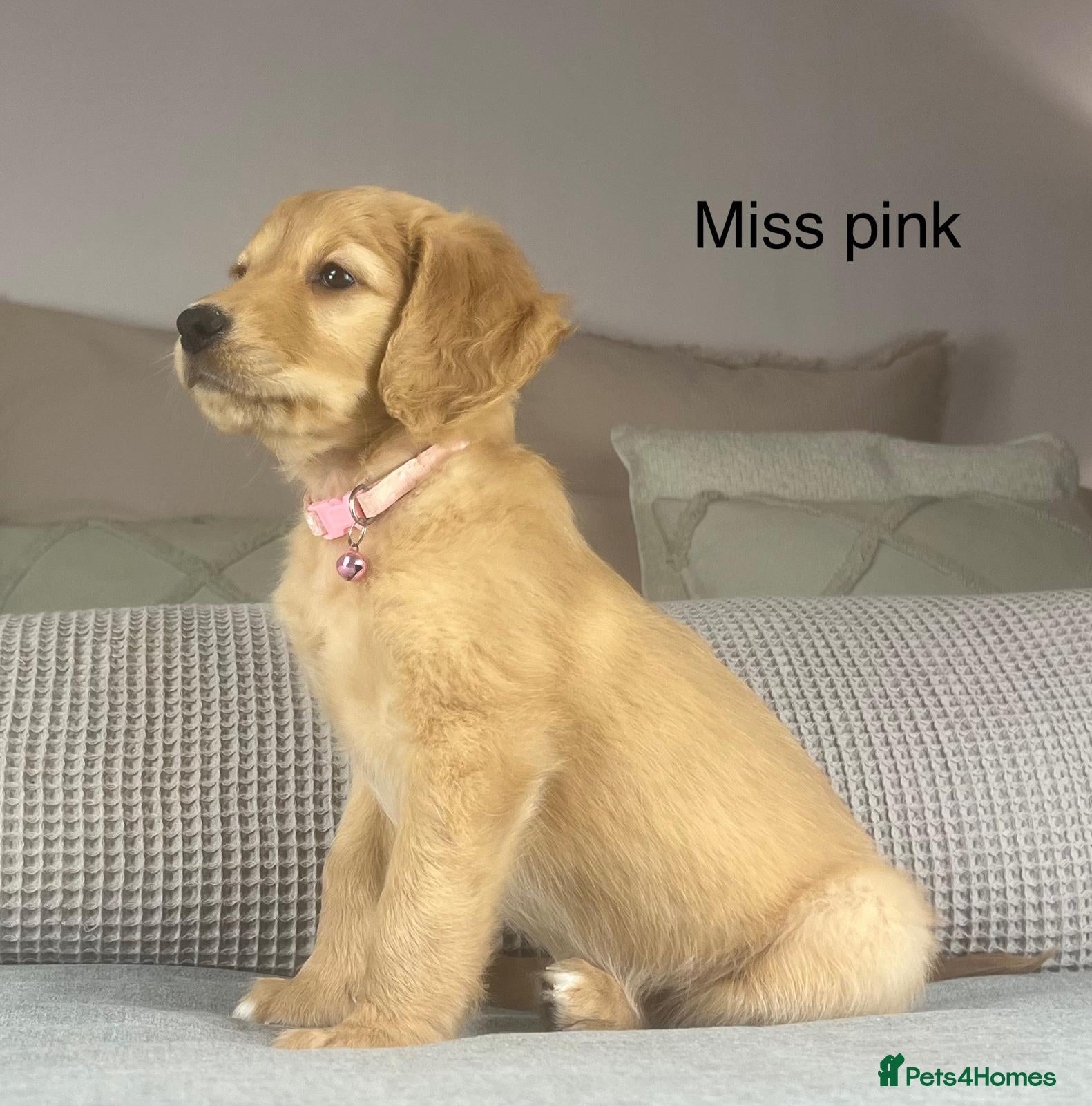 Golden Retriever dogs KC GOLDENS FROM HIP ELBOW DNA GOOD LINEAGE - Advert 16