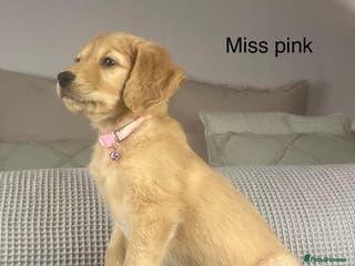 Golden Retriever dogs KC GOLDENS FROM HIP ELBOW DNA GOOD LINEAGE - Advert 2