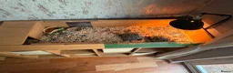 Hermann Tortoise reptiles for sale: Two hermanns tortoise with home - Advert 2
