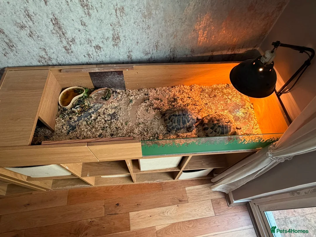 Hermann Tortoise reptiles for sale: Two hermanns tortoise with home - Advert 2