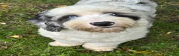 Sheepadoodle dogs for stud: Unique midi sheepadoodle hybrid stud - Advert 32